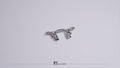 ARKEDGE AE24X Optional Parts Metal Shock Tower - aedfx24op007bzj